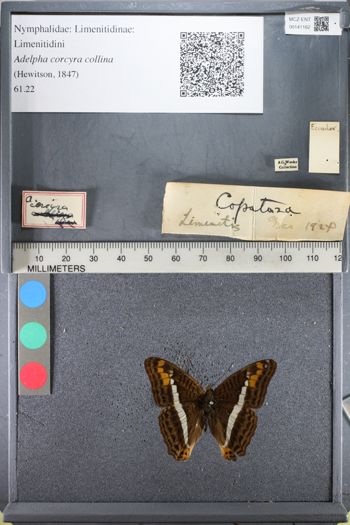 Media type: image;   Entomology 141162
